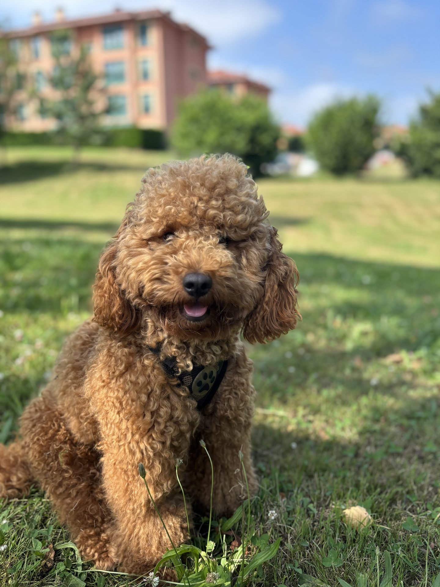 Coco, el caniche de la familia, en una ruta por la naturaleza
